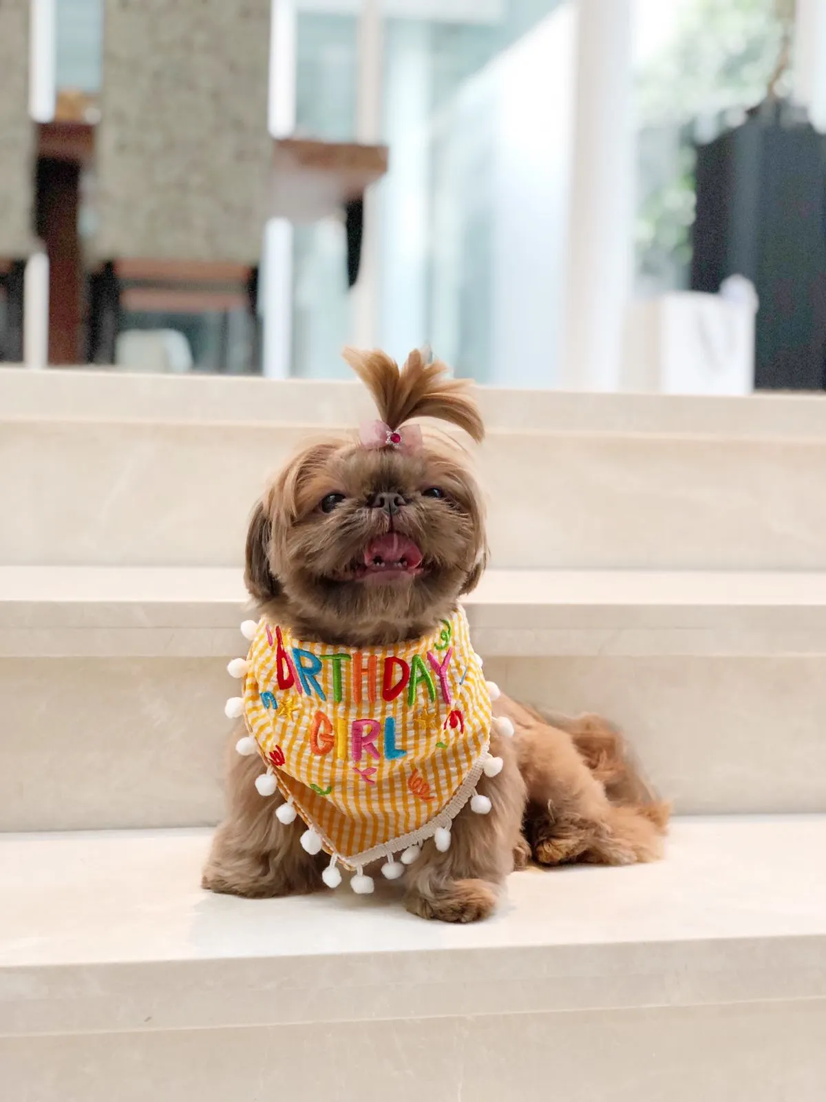 The Birthday Scarf Bundle For Dogs